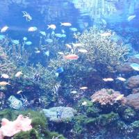 Gdyńskie Oceanarium, mokunka