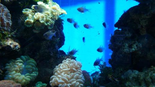 Oceanarium w Gdyni, mokunka