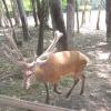 , Ciastek