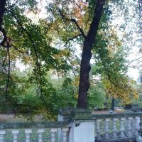Park Schona w Sosnowcu, mokunka