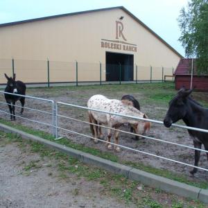 Stare Żukowice