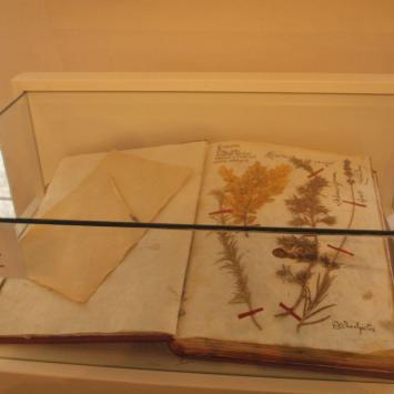 Zielnik brata Cypriana, Tadeusz Walkowicz
