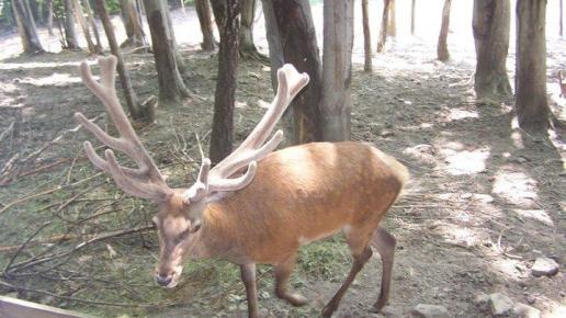 , Ciastek