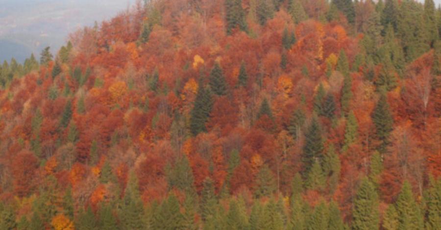 Małe Pieniny - trasa 776 - zdjęcie