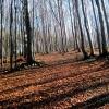 Bukowy las miejsce łaczenia się szlaku złtego z czarnym, Roman Świątkowski