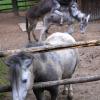 mini zoo w Raciborzu