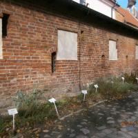 Muzealne herbarium przy dawnym kościele św. Ducha we Fromborku, Danusia