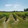 winnice, Danusia