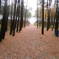 park nadmorski, Danusia