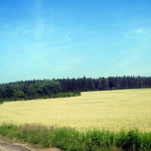 Rezerwat Sasanka w Jaworznie