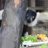 lemur