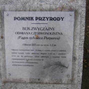 , Danusia