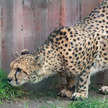 gepard w zoo chorzów