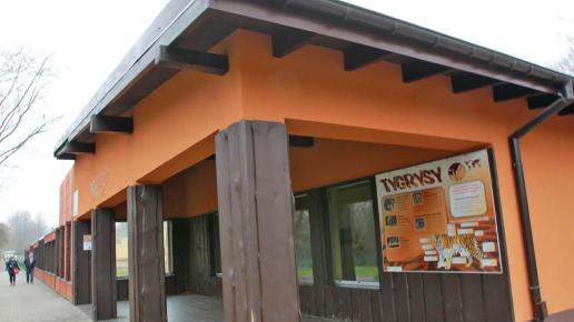 nowy wybieg tygrysów w zoo w chorzowie