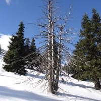 , Ela