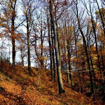 Książański Park Krajobrazowy, MelanosChole