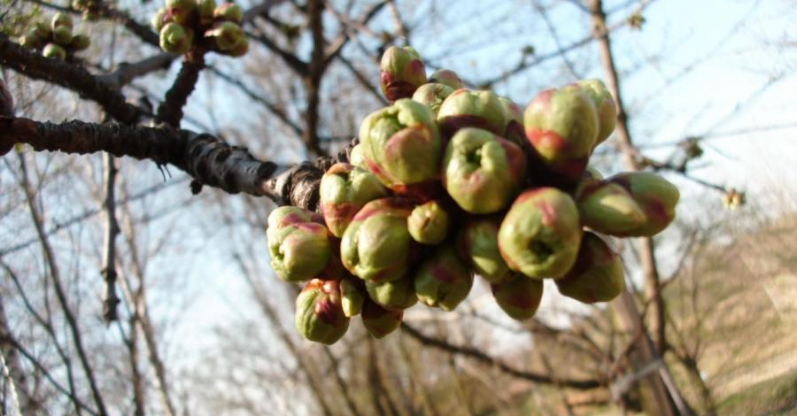 Śląski Ogród Botaniczny niedzielnie - zdjęcie
