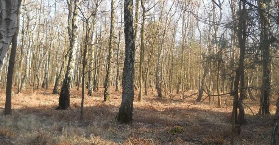 Rowerowa wycieczka do lasu zagórskiego w Sosnowcu - zdjęcie