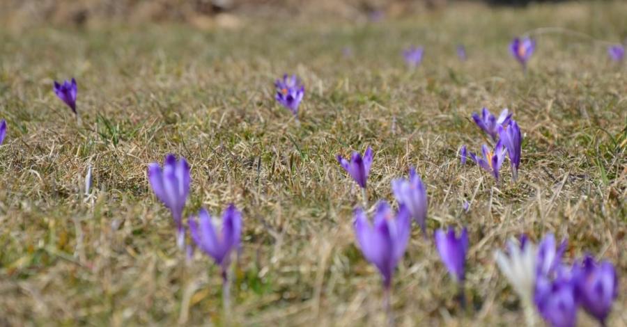 Gorce - Stare Wierchy i krokusy - zdjęcie
