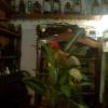 , marian