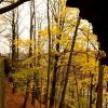 , MelanosChole