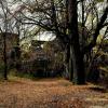 , MelanosChole