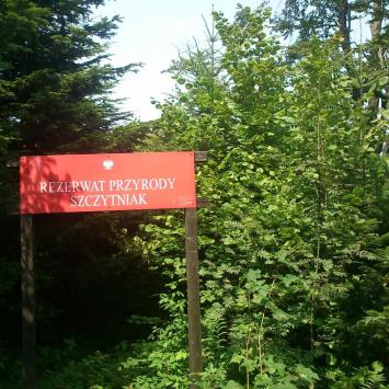 Szczytniak . Pasmo Jeleniowskie , Góry Świętokrzyskie - zdjęcie