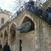 Tower, Danusia