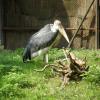 Marabut, Marcin_Henioo
