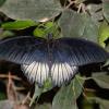 Piękny motyl, Marcin_Henioo