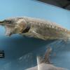 W Oceanarium, Marcin_Henioo