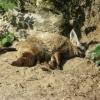 Fenek, Marcin_Henioo