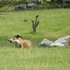 Tapir, Marcin_Henioo