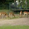 Sitatunga, Marcin_Henioo
