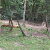 Tygrysy, Marcin_Henioo
