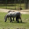 Kuce, Marcin_Henioo