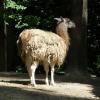 Lama, Marcin_Henioo