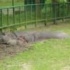 Hipki, Marcin_Henioo