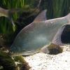 W Oceanarium, Marcin_Henioo