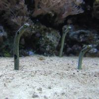 W Oceanarium, Marcin_Henioo
