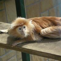 Lutung jawajski, Marcin_Henioo