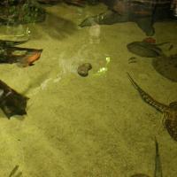 W Oceanarium, Marcin_Henioo