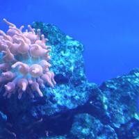 W Oceanarium, Marcin_Henioo