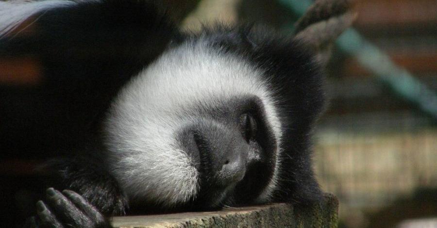 Zoo w Gdańsku - zdjęcie