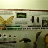 W muzeum motyli, Marcin_Henioo