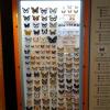 W muzeum motyli, Marcin_Henioo