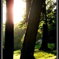 Kończyce Wielkie - angielski park krajobrazowy, Vincci