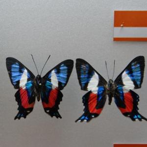Muzeum Motyli we Władysławowie