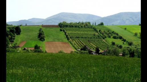 Okolice Puńcowa, Vincci