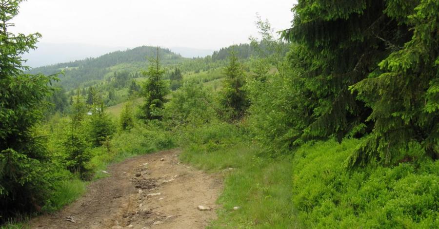 wycieczka górska - Gorce 2014 - zdjęcie